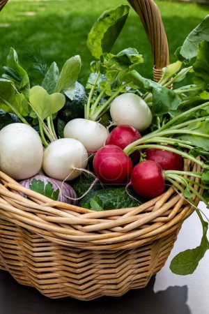 Bio jardinería, cosecha orgánica de verduras frescas, raíces de rábano blanco y rojo verduras en canasta malvada y hierba verde en el fondo, alimentos saludables