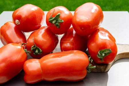 Largo rojo maduro italiano san marzano salsa de pasta tomates en el jardín con hierba verde