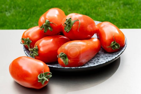 Lange rote reife italienische San Marzano Nudelsoße Tomaten im Garten mit grünem Gras