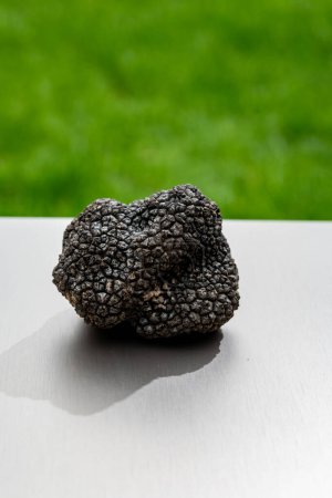 Italian black summer truffle, tasty aromatic mushroom, gourmet cuisine, close up