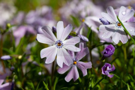 Fleur printanière de montagne bleu émeraude phlox subulata rampant dans le jardin gros plan