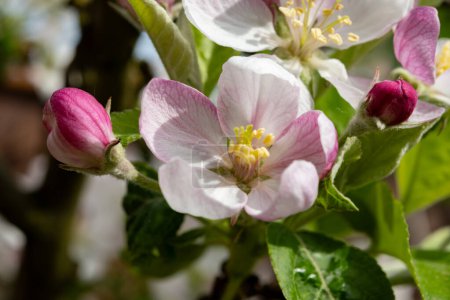 Fleur de pommiers dans le verger en avril, région fruitière Haspengouw en Belgique, gros plan