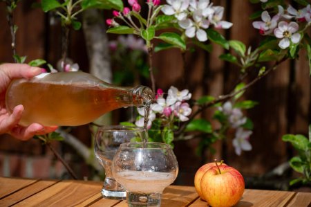 El verter de la sidra fría de la manzana de brut de Normandía en el cristal, Francia y la flor del manzano en el jardín en el fondo el día soleado primaveral