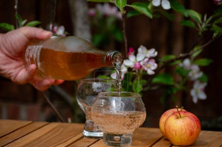 Gießen von kaltem Brut-Apfelmost aus der Normandie im Glas, Frankreich und Blüte eines Apfelbaums im Garten im Hintergrund an sonnigen Frühlingstagen