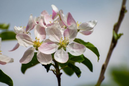 Blossom of apple trees in orchard in april, fruit region Haspengouw in Belgium, close up