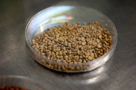 Échantillons dans une boîte de nouvelles légumineuses et légumes variétés de semences dans la banque de semences, semis pour semis de printemps dans les champs