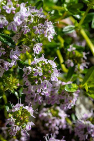 Spring blossom of pink aromatic kitchen herb thyme in garden close up