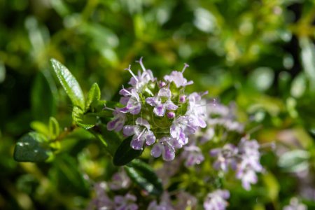 Spring blossom of pink aromatic kitchen herb thyme in garden close up