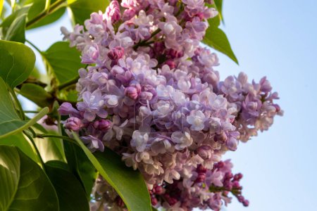 Téléchargez les photos : Floraison violet clair de Syrnga lilas, plante à fleurs au printemps - en image libre de droit
