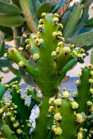 Small green yellow flowers of blossoming tropical cactus plant