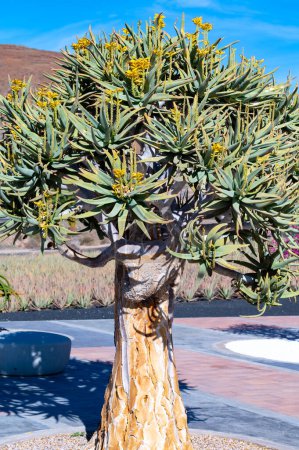 Drachenbaum, Dracaena draco in Icod de los Vinos, Kanarische Inseln, Spanien, botanische Sammlung