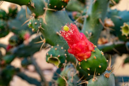 Small green yellow flowers of blossoming tropical cactus plant