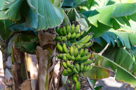 Bananenplantage mit grünen Früchten und Blüten auf La Palma, Kanarische Inseln, Spanien, Nahaufnahme
