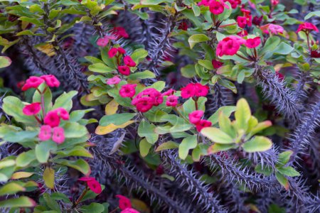 Rosafarbene Blüte der tropischen Zierpflanze Euphorbia milii oder Dornenkrone, Christuspflanze aus nächster Nähe