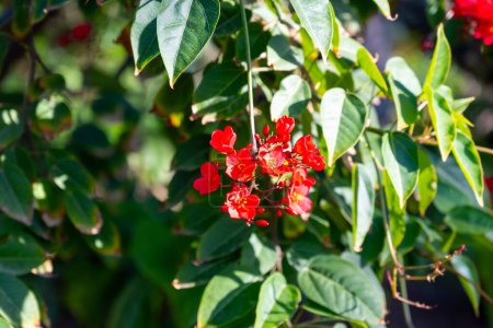 Fleurs rouges de la famille des Euphorbiaceae, Euphorbiaceae, fleurs rouges