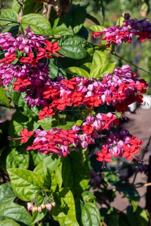 clerodendrum