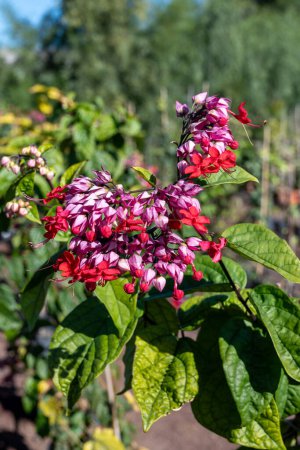Flores rosadas de clerodendrum thomsoniae sangrante glorioso-bower planta floreciente de cerca