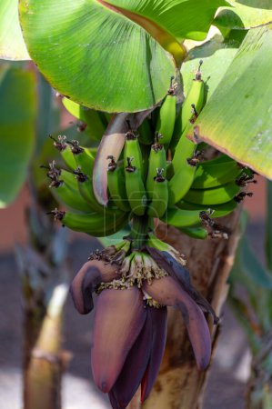 Plantación de plátanos con frutos verdes y flores en La Palma, Islas Canarias, España, de cerca