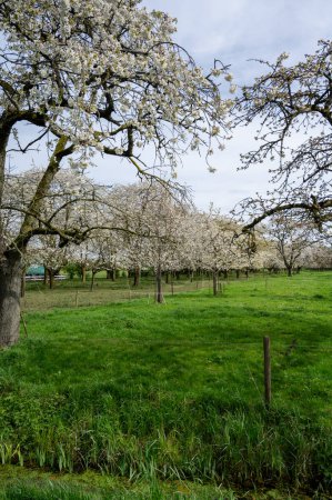 Frühlingsblüte der Kirschbäume im Obstgarten, Obstregion Hespengau in der Betuwe, Niederlande, Naturlandschaft
