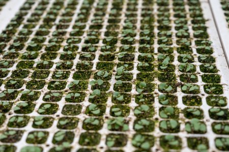 Foto de Plantas jóvenes de jardín tropaeolum nasturtium en invernadero holandés, cultivo de plantas y flores comestibles, decoración para platos exclusivos en restaurantes gourmet premium - Imagen libre de derechos