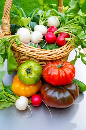 Bio healthy gardening, organic harvest, vatiery of fresh vegetables, tomatoes, cucumbers, white and red radish roots vegetables in wicked basket and green grass on background
