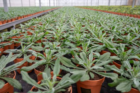 Young plants of centaurea thistle-like flowering plants in Dutch greenhouse, cultivation of eatable plants and flowers, decoration for dishes in premium gourmet restaurants