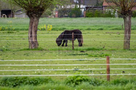Foto de Paisaje rural holandés con pastos verdes, caballos y granjas en Güeldres, primavera - Imagen libre de derechos