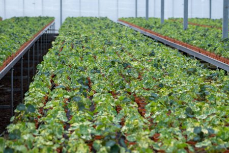 Young plants of tropaeolum garden nasturtium in Dutch greenhouse, cultivation of eatable plants and flowers, decoration for exclusive dishes in premium gourmet restaurants
