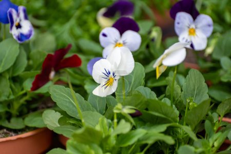 Young plants of viola flowers in Dutch greenhouse, cultivation of eatable plants and flowers, decoration for exclusive dishes in premium gourmet restaurants
