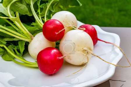Fresh washed organic red and white radish roots vegetables ready to eat close up