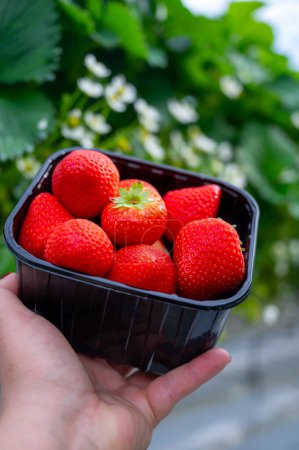 Invernadero de vidrio holandés, mano con nueva cosecha de fresas rojas maduras dulces en caja, cultivo de fresas, hileras con plantas de fresas jóvenes