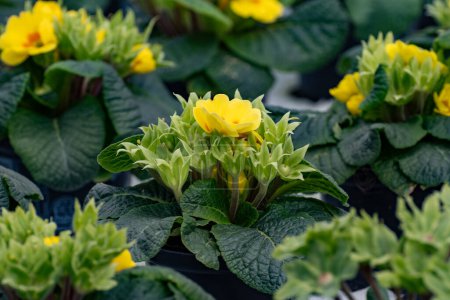Young plants of primula flowers in Dutch greenhouse, cultivation of eatable plants and flowers, decoration for exclusive dishes in premium gourmet restaurants
