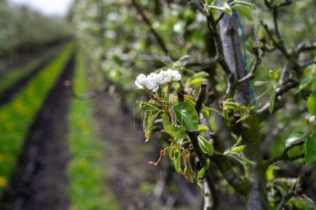 Organic farming in Netherlands, rows of white blossoming conference pear trees on fruit orchards in Betuwe, Gelderland