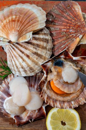 Vieiras de la bahía atlántica coquille conchas de mar de St. James, en conchas y limpios, la captura del día en Normandía o Bretaña, Francia en el mercado de pescado