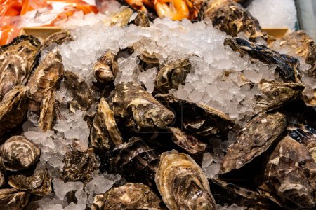 Fresh creuze cancale raw oysters shellfish on ice on market