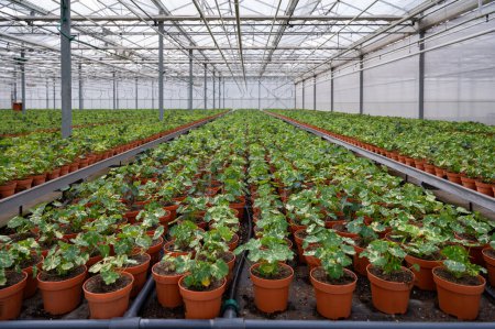 Plantas jóvenes de jardín tropaeolum nasturtium en invernadero holandés, cultivo de plantas y flores comestibles, decoración para platos exclusivos en restaurantes gourmet premium