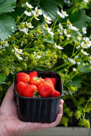 Holländisches Glasgewächshaus, Hand mit neuer Ernte reifer roter süßer Erdbeeren in Schachtel, Erdbeeranbau, Reihen mit jungen wachsenden Erdbeerpflanzen