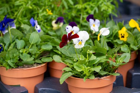 Young plants of viola flowers in Dutch greenhouse, cultivation of eatable plants and flowers, decoration for exclusive dishes in premium gourmet restaurants