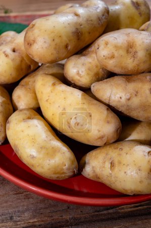 Patata de Ratte, La Ratte, La Reine Ratte du Touquet, o Asparges patata pequeña con sabor a nuez única y suave, textura mantecosa, primer plano