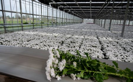 Crecimiento de flores de crisantemo blanco en enorme invernadero holandés, flores frescas para tiendas y subastas entrega en todo el mundo, cinturón de paquete