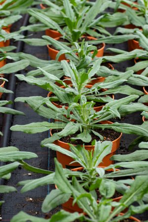 Junge Pflanzen der Zentauren-Distel-ähnlichen Blütenpflanzen im holländischen Gewächshaus, Anbau von essbaren Pflanzen und Blumen, Dekoration für Gerichte in erstklassigen Gourmet-Restaurants