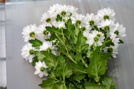 Crecimiento de flores de crisantemo blanco en enorme invernadero holandés, flores frescas para tiendas y subastas entrega en todo el mundo, cinturón de paquete