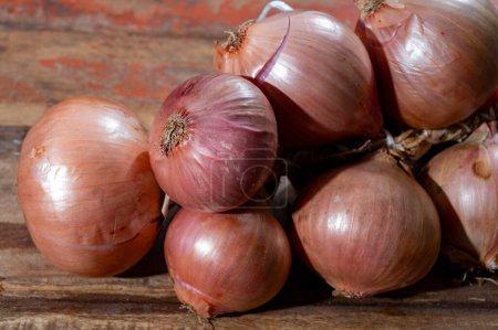 Bunch of french AOP strong pink onions from Roscoff village in Brittany, France