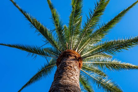 Photo for Palm phoenix canariensis tree growing on Fuerteventura island, Canary islands, travel destination in Spain, blue sky - Royalty Free Image