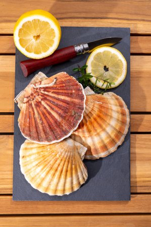 Atlantic bay scallops coquille St. James sea shells, catch of the day in Normandy or Brittany, France on fish market
