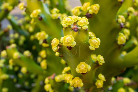 Kleine grüne gelbe Blüten einer blühenden tropischen Kaktuspflanze