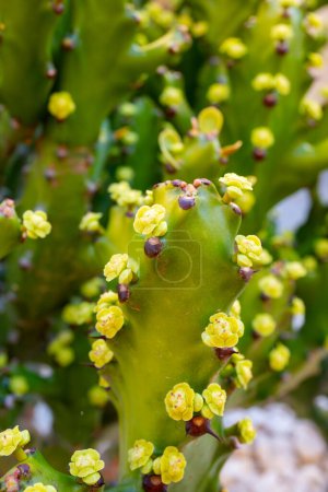 Kleine grüne gelbe Blüten einer blühenden tropischen Kaktuspflanze