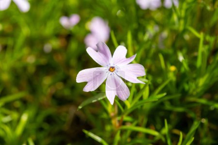 Primavera flor de la montaña esmeralda azul arrastrándose phlox subulata en el jardín de cerca