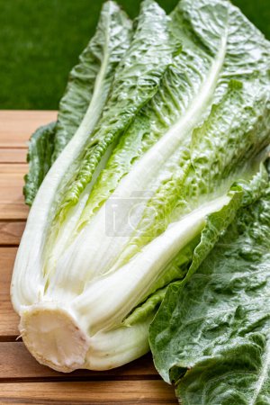 Photo for Green romaine cos lettuce source of vitamins, ready to eat and green grass - Royalty Free Image