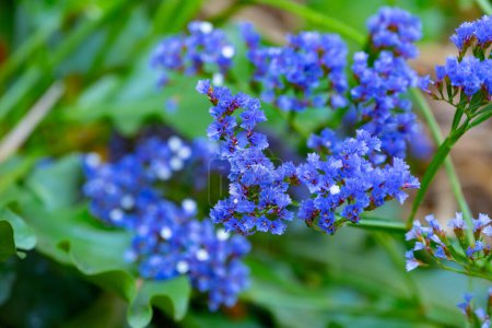 Blue flowers of limonium sinuatum wavyleaf sea lavender plant